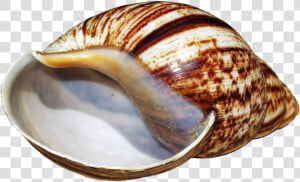 Shell  Snail  Achatina Fulica  Casing  Snail Shell   Caracoles Png  Transparent Png