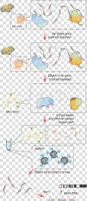 File   Chip   Immunoprecipitazione Della Cromatina  HD Png Download