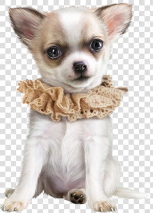 Chihuahua Dog Png  Transparent Png