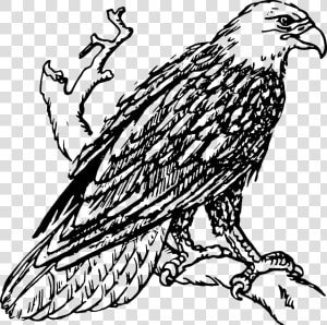 Head  Sketch  Cartoon  Eagle  Page  Bird  Fly  Flying   Eagle Black And White Clipart  HD Png Download