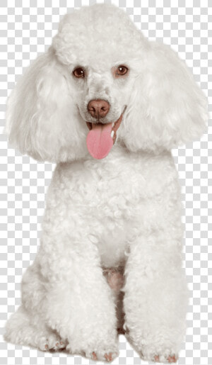 Poodle   Standard Poodle  HD Png Download