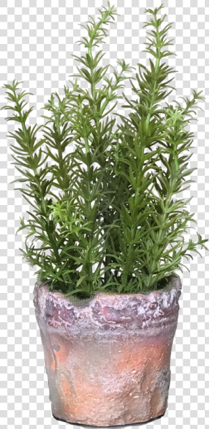 Rosemary Logo For The Daily Gardener Podcast   Flowerpot  HD Png Download