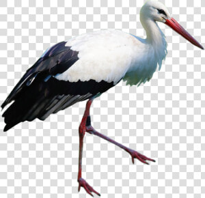 Stork Standing Png Image   Portable Network Graphics  Transparent Png