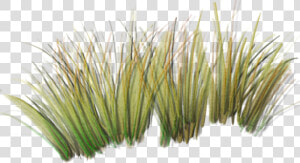 Tall Grass Png Index Of  sid aw textures foliage   Transparent Grass Png Texture  Png Download