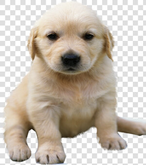 Golden Retriever Png No Background   Golden Retriever Puppy Png  Transparent Png