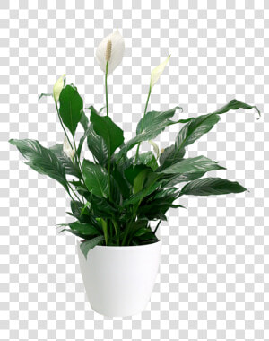 Peace Lily Transparent  Hd Png Download   Flowerpot  Png Download