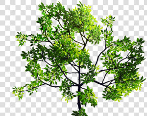 Green Leaves Tree Branch Png Stock Image   Transparent Tree Leaves Png  Png Download