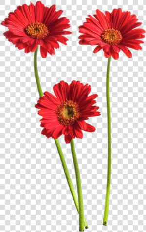 Gerbera Flower Png High quality Image   Gerbera Flower Png  Transparent Png