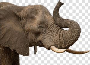 Elephant Trunk   Transparent Background Elephant Trunk Png  Png Download