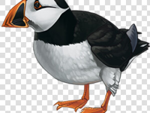 Puffin Cliparts   Atlantic Puffin  HD Png Download