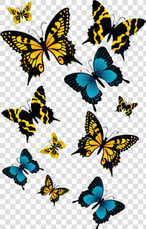 Butterflies Png High quality Image   Beautiful Hd Butterfly Png  Transparent Png