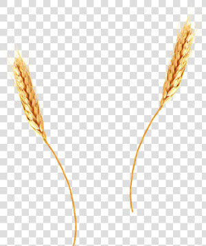 Wheat Png Image   Wheat Straw Transparent Background  Png Download