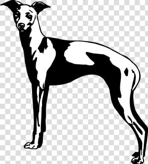 Decal Greyhound  HD Png Download