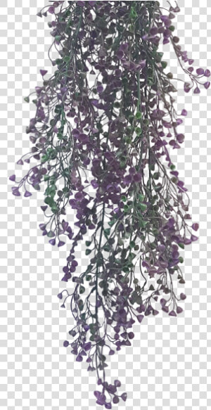 Wisteria  HD Png Download