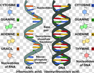 Dna And Rna  HD Png Download