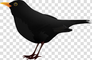 Blackbird Clip Art   Dairy Icon  HD Png Download