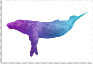 Image Of Blue Whale Poster   Paus Hd Png  Transparent Png