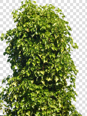 Plant Shrub Tree   Bush Png  Transparent Png