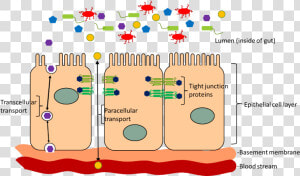 Transparent Guts Png   Leaky Gut Tight Junctions  Png Download