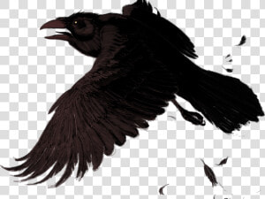 Raven Clipart Transparent Background   Doves And Ravens Fly The Same  HD Png Download