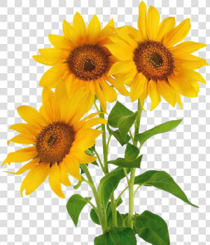 Stock Photography Common Sunflower Vase With Three   Three Sunflower  HD Png Download