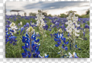 Bluebonnet Png  Transparent Png