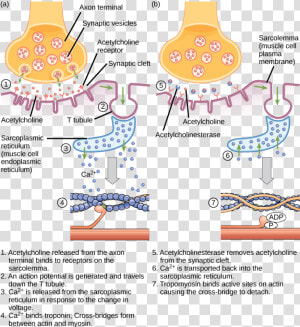 Transparent Endoplasmic Reticulum Clipart   Diagram Excitation Contraction Coupling  HD Png Download