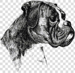 Boxer Hund Png Pluspng   Boxer Club  Transparent Png