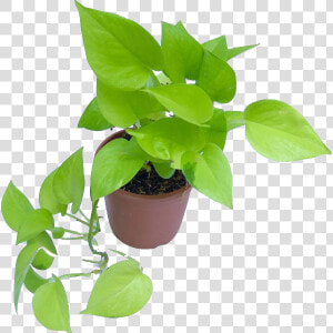 Transparent Hanging Plant Png   Transparent Money Plant Png  Png Download