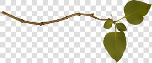 Branch Single Left   Branch Png  Transparent Png