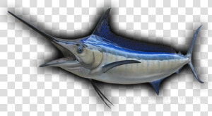 Transparent Marlin Fish Png   Atlantic Blue Marlin  Png Download