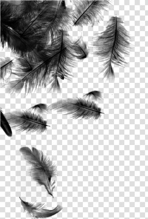 Black Feathers Falling Png Download Falling Feathers   Transparent Background Black Feather Png  Png Download