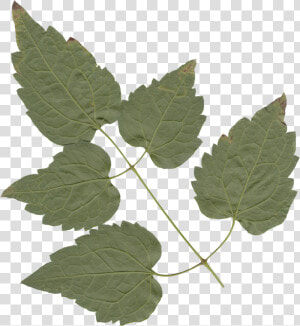 Transparent Leaves   American Aspen  HD Png Download