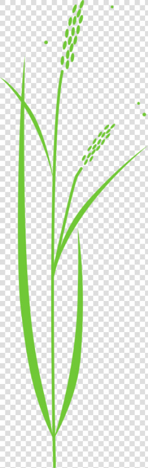 Transparent Plant Clip Art   Rice Plant Free Clipart  HD Png Download