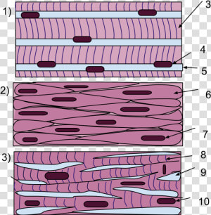 Skeletal Muscle Cells Membrane  HD Png Download