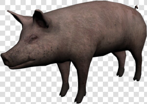 Red Dead Wiki   Png Cerdo  Transparent Png