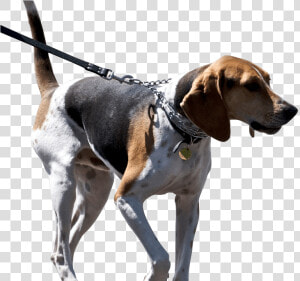 Foxhound Png  Transparent Png