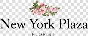 New York Plaza Florist   Garden Roses  HD Png Download