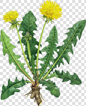 Transparent Dandelion Clipart Black And White   Dandelion Root Benefits  HD Png Download