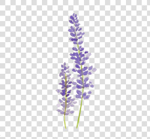 Clip Art Lavender Sprig  HD Png Download