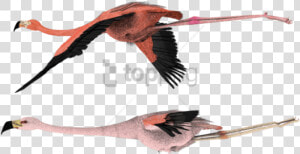 Flying Png   File   Starling flying   Flying Flamingo  Transparent Png