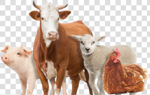 Farm Animals Png   Different Kinds Of Animals In A Farm Png  Transparent Png