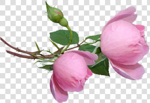 Roses  Buds  Flowers  Garden Nature   Flower Buds Png  Transparent Png