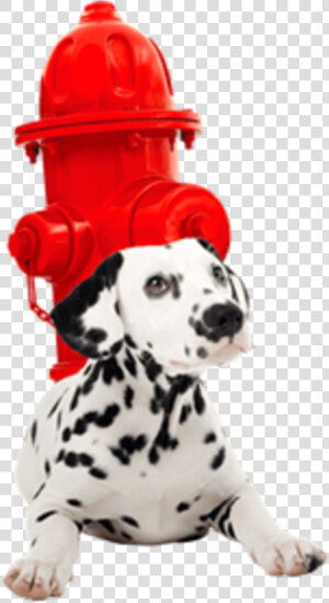 Image Placeholder Title   Dalmatian  HD Png Download