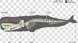 Image   Sperm Whale Skeleton  HD Png Download