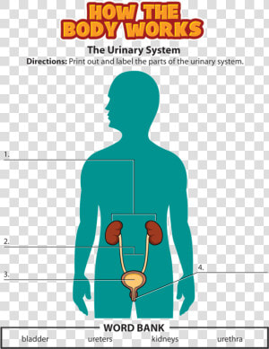 Urinary System Activity  HD Png Download