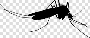 Mosquito Clipart Silhouette   Mosquito Vector  HD Png Download