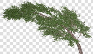 Arbol Viento Png  Transparent Png