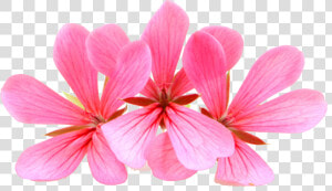 Geranium  HD Png Download