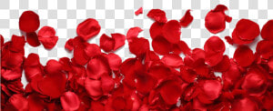 Rose Petals Png Transparent Image   Rose Petals Png Hd  Png Download